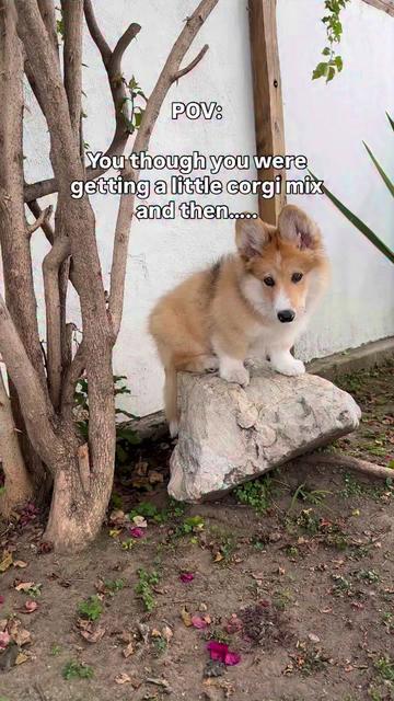 @apollothecorgimute