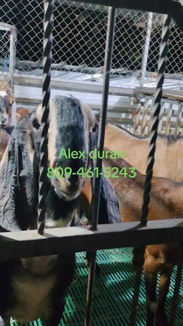 @alexduran7558