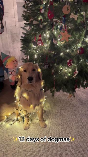 @rigatoni_thegolden