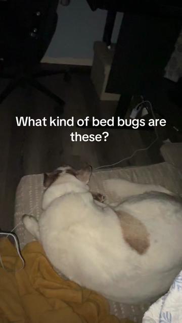 @Aw_geez78