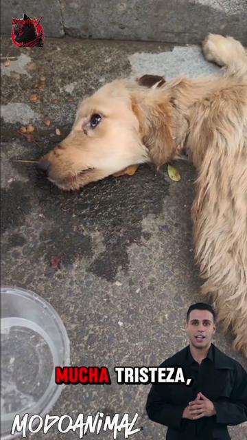 @Modoanimal