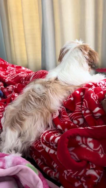 @Crisp&iacute;n_y_mia_abelito_shihtzu_
