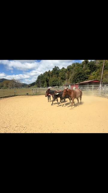 @Janet..Fuzzy.farm.gang