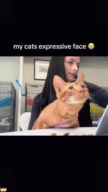 @Funny cat 520