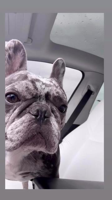 @Fly Lil Frenchie From OKC