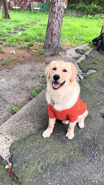 @Thebestgoldenlife