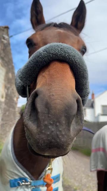 @Horses TikTok