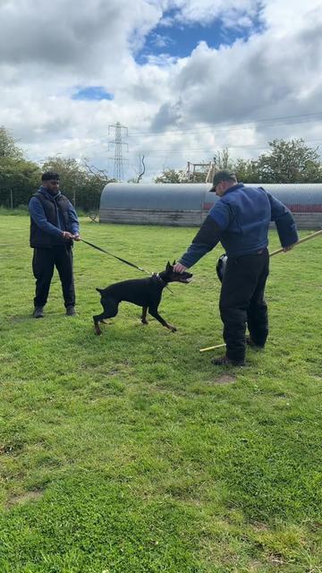 @protectiondobermanns