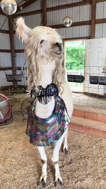 @Prairie Patch Farm