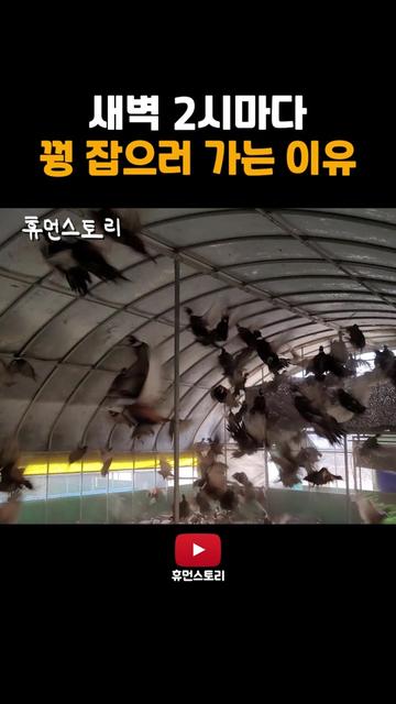 @휴먼쇼츠