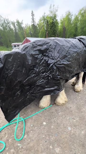 @Luxe The Adventure Poodle