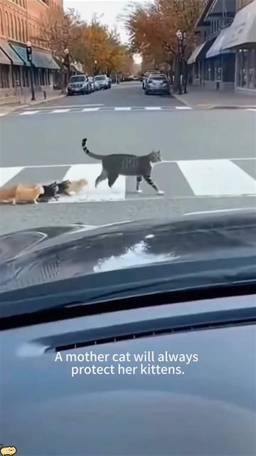 @Funny cat 520