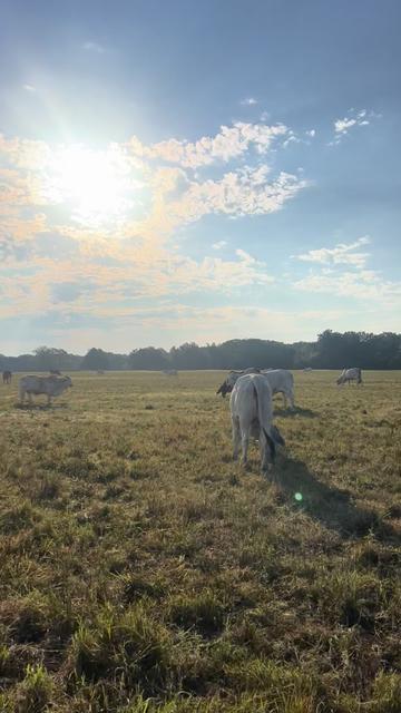 @The V6 Ranch