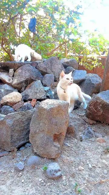 @Biru Cat's Family