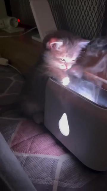 @kloutkittens