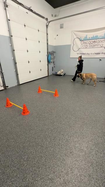 @Chicagoland Dog Training