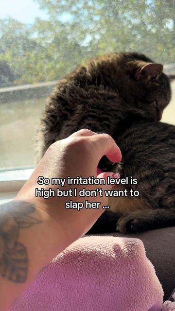 @Joep_the_ rescuecat