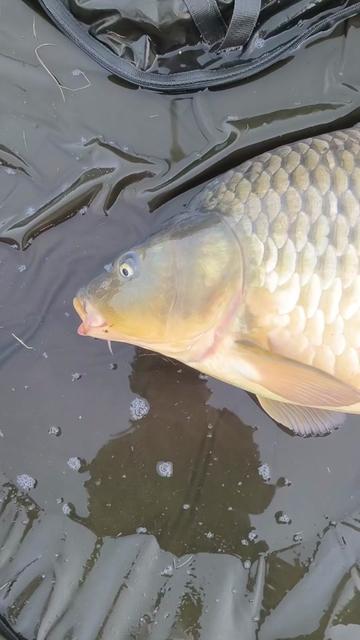 @Jocarpfishing