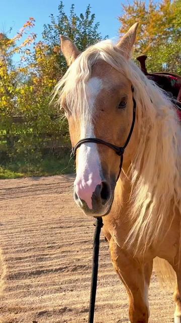 @Free Spirit Equestrian