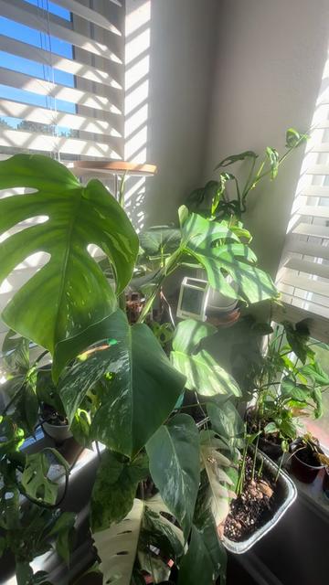 @greengirlgardens