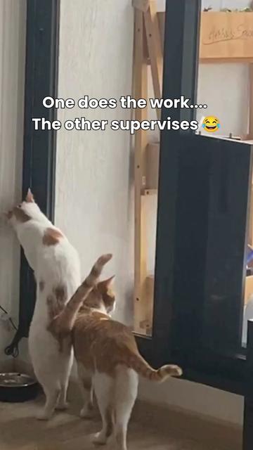 @One and a Half Orange Cats