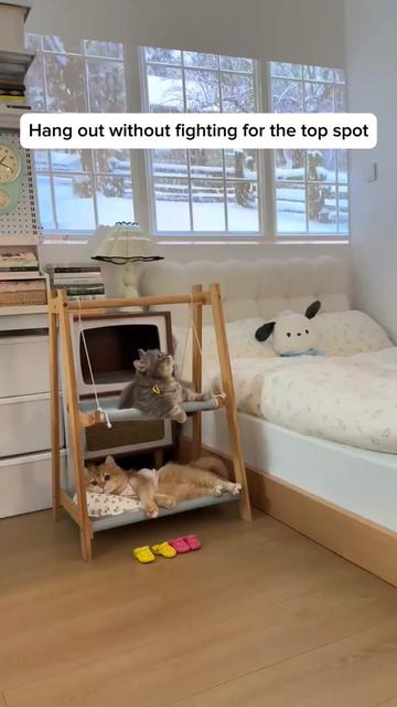 @Purrfect Oasis