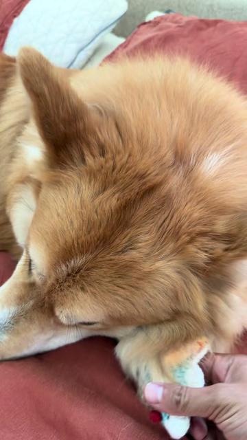 @apollothecorgimute