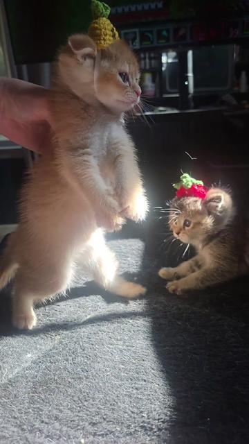 @Brittany's Beauties Kittens