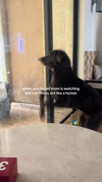 @Apollo the Choc Lab 🤎