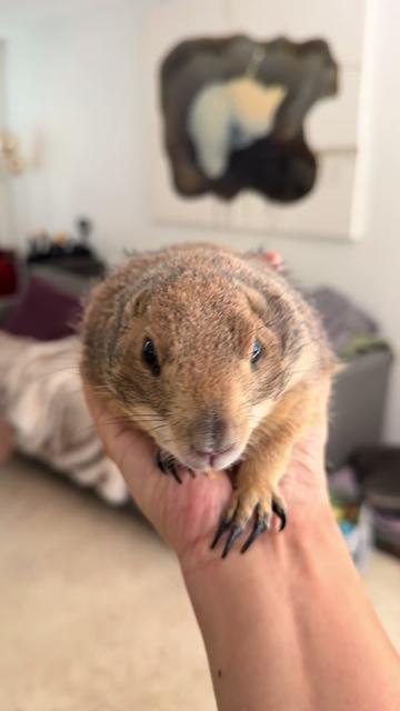 @Poppy the Prairie Dog