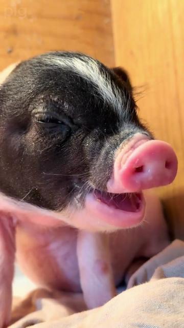@Piggy Homes🐷