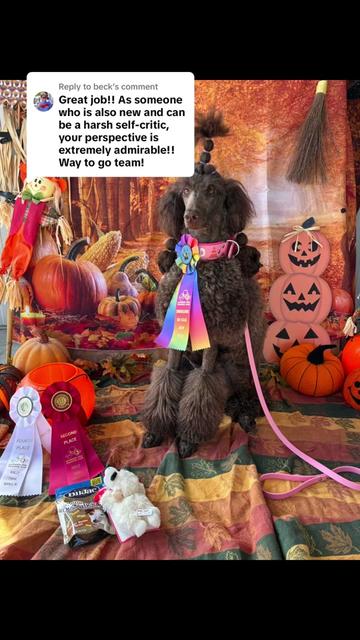 @Maddie, Jovie & Nessie💛🤎🐩