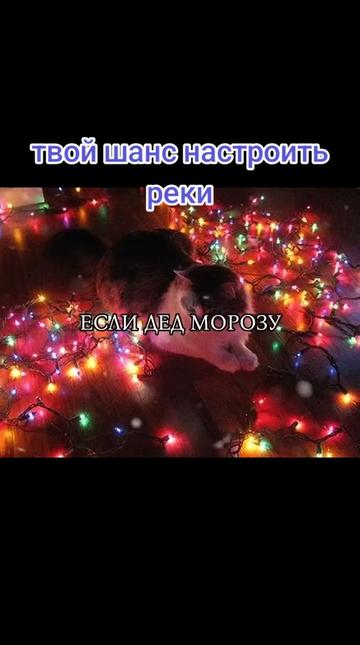 @крыска котик