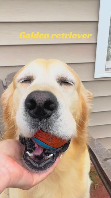 @Thebestgoldenlife