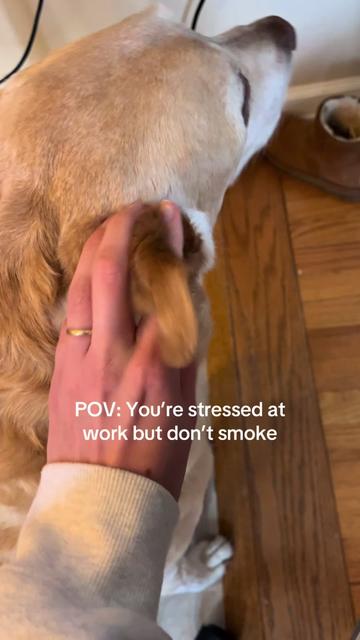 @ava
