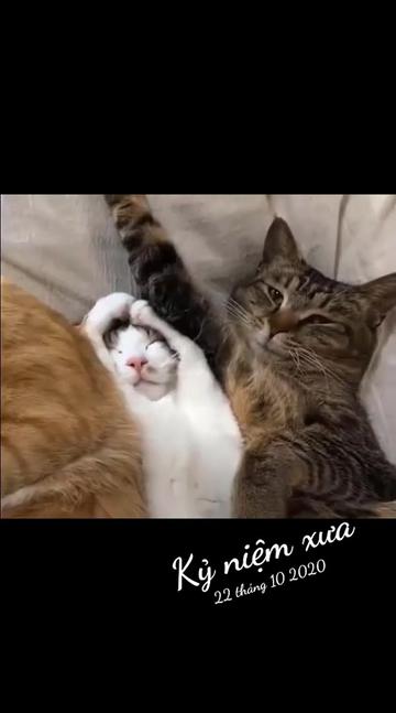 @JBN CATS