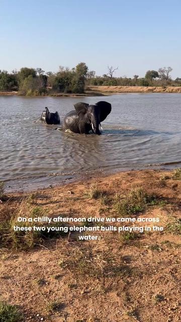 @Thornybush
