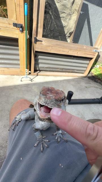 @Tommys_reptiles