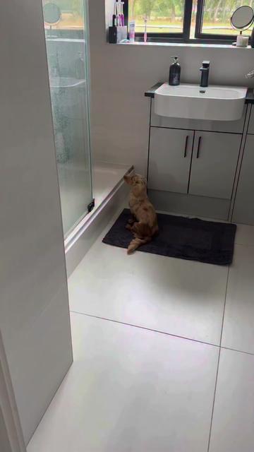 @Mini Dachshundhome