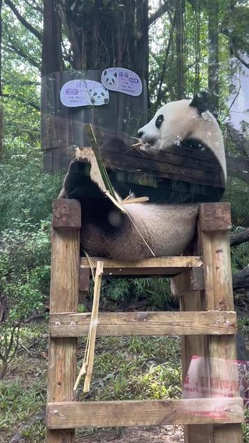 @熊猫妹珠🐼