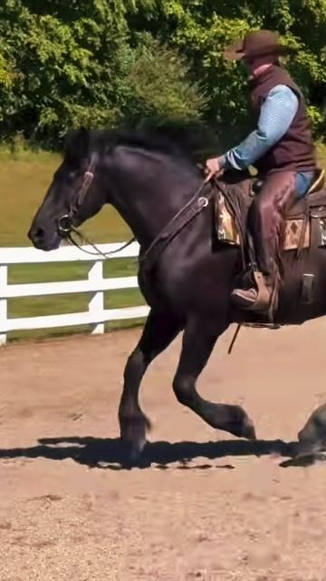 @Free Spirit Equestrian