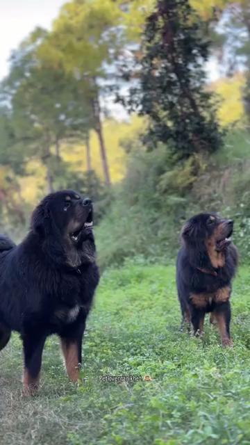 @Kashmiri_Bakrwal_Dog