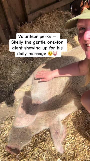 @Home for Hooves 🐽
