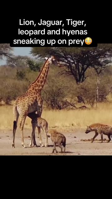 @KJ@LoveAnimalsEpicNature