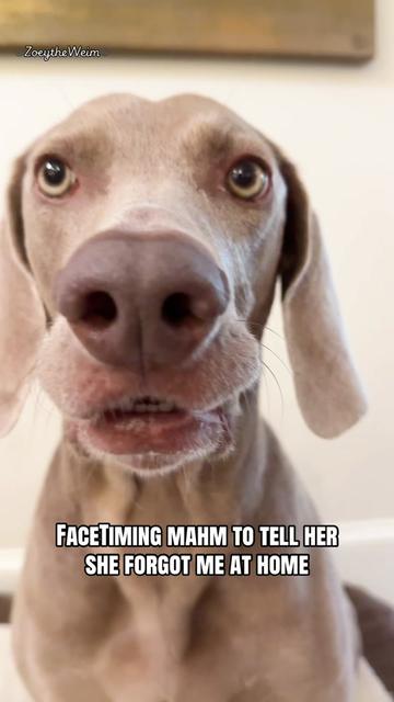 @Zoey the Weim