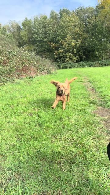 @DogWalk78