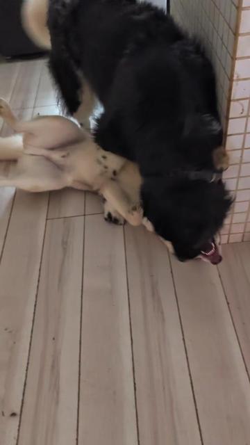 @大型犬3頭&小型老犬4頭多頭飼いの生活