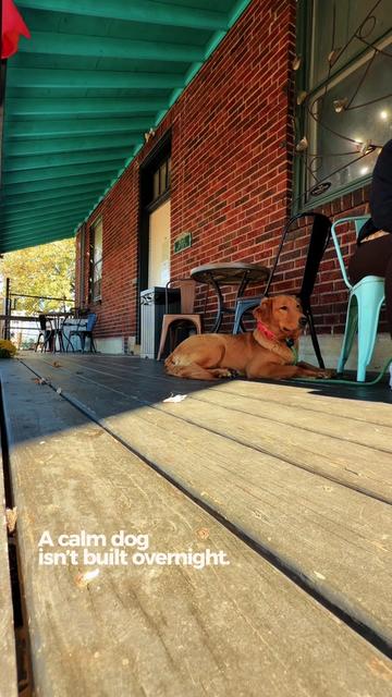 @Miracle K9 Training