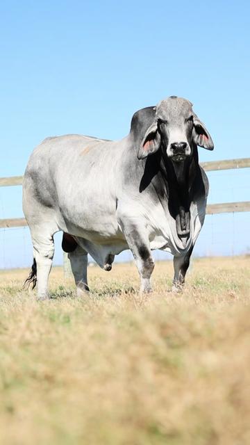 @England Cattle Co.