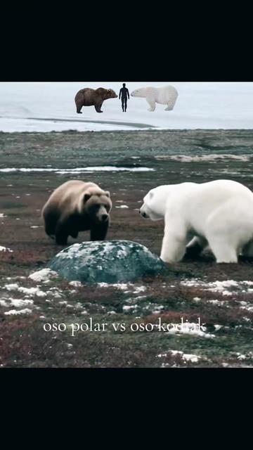 @oso